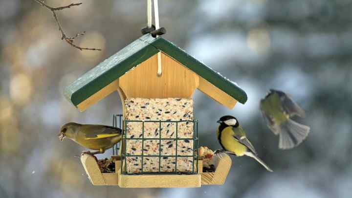 Чим найкраще підгодовувати птахів взимку