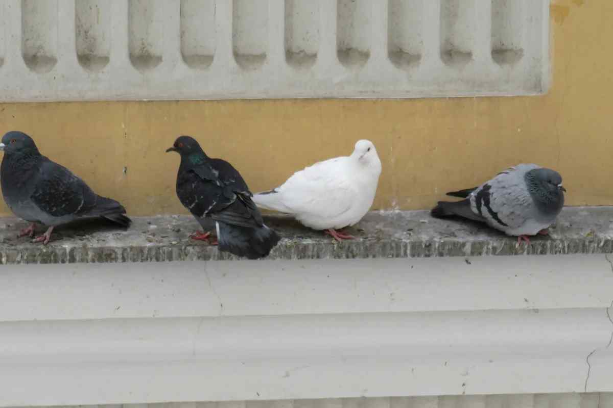 Чому не можна годувати голубів чорним хлібом