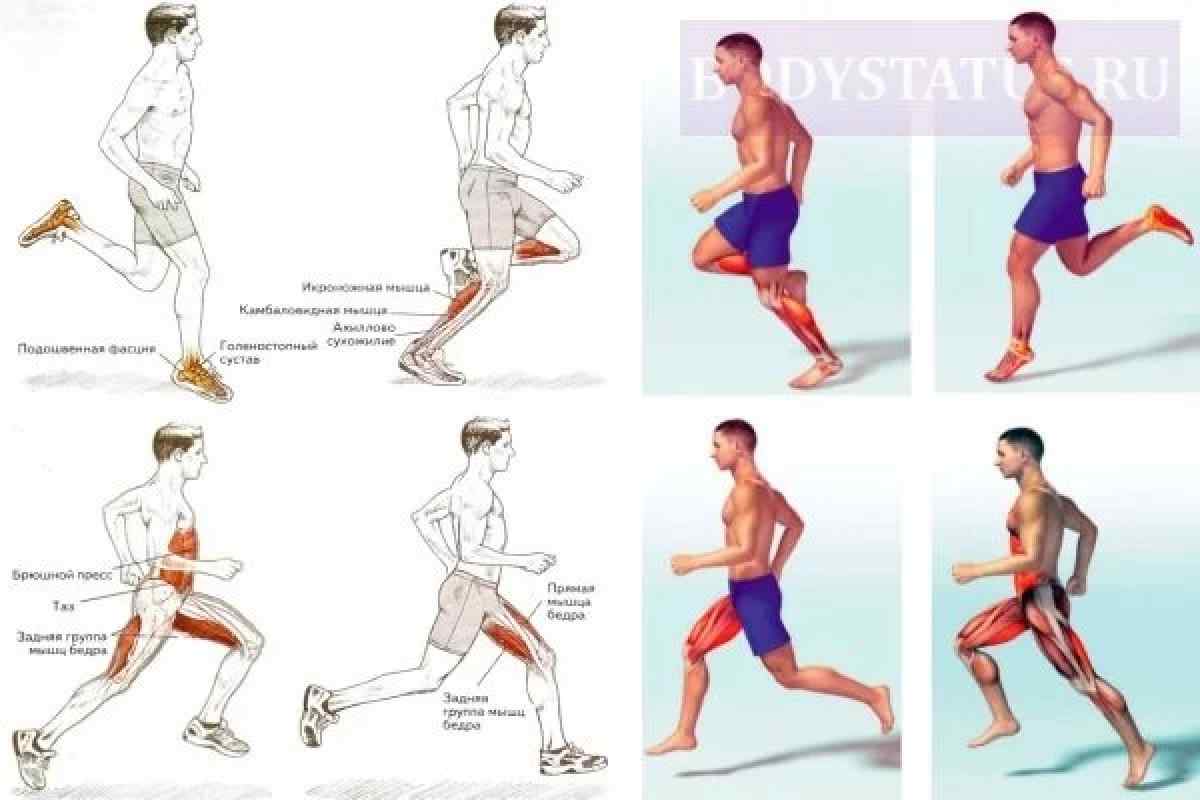 Як працюють м 'язи ніг при бігу