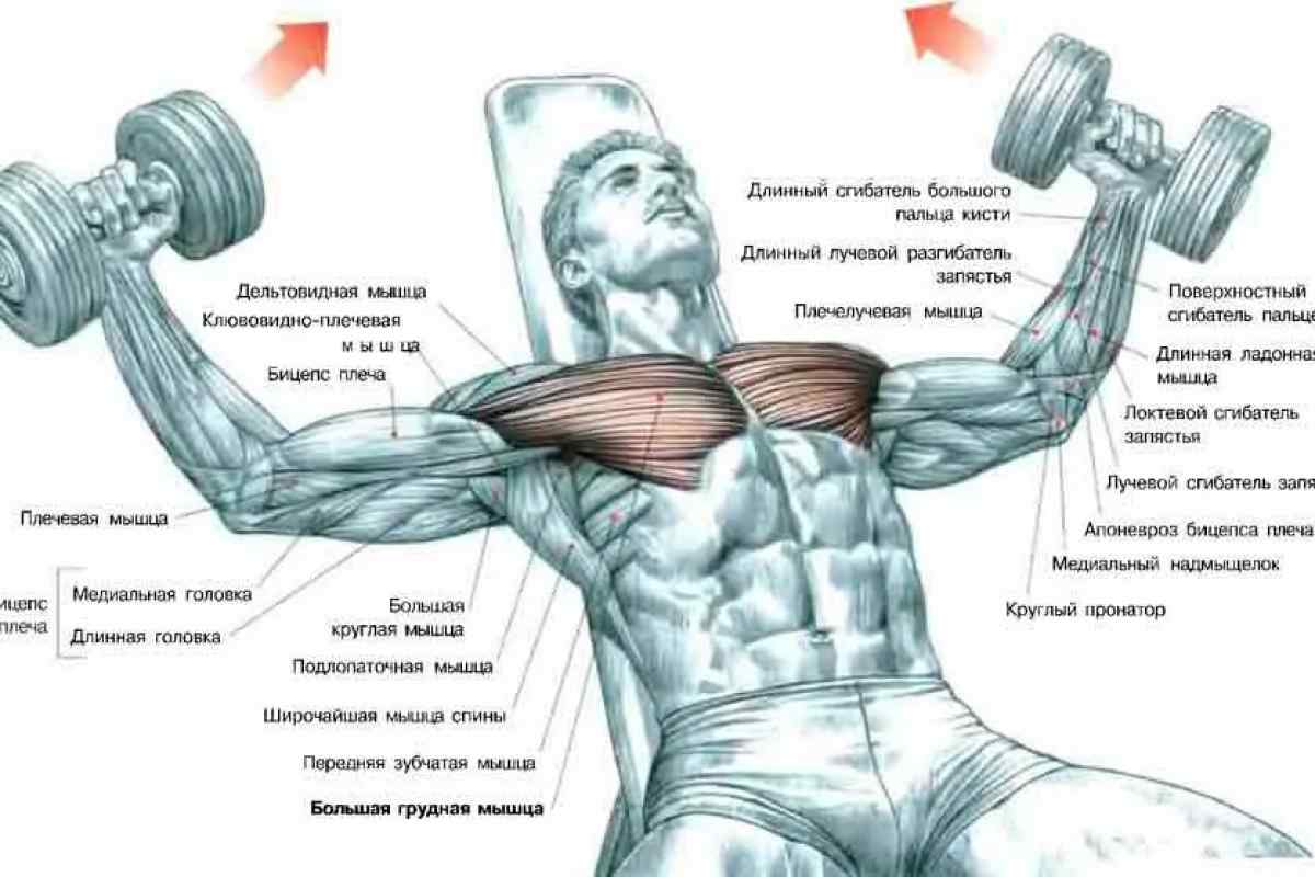Як накачати дельтовидні м 'язи