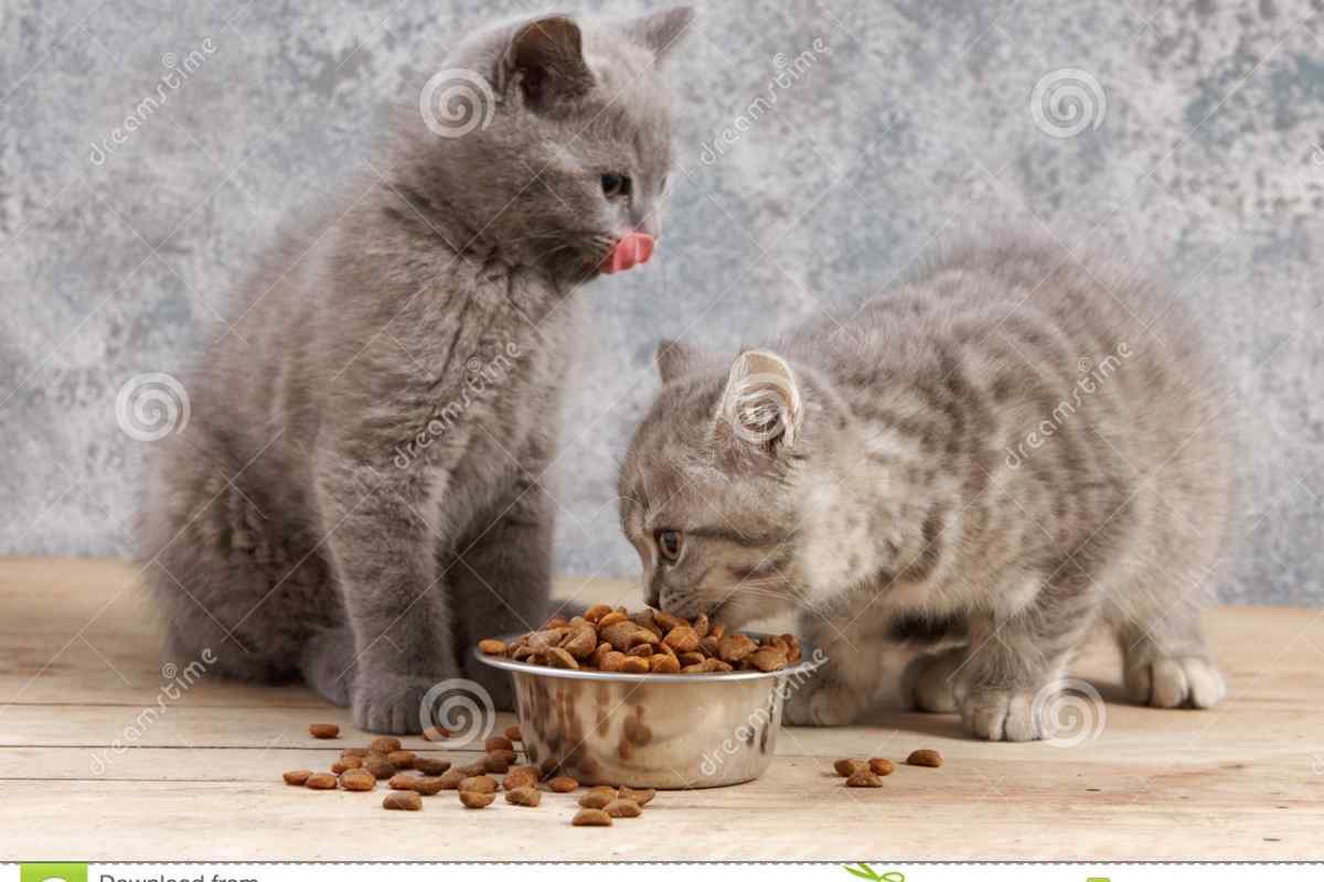 Чи можна годувати домашню кішку сирим м 'ясом