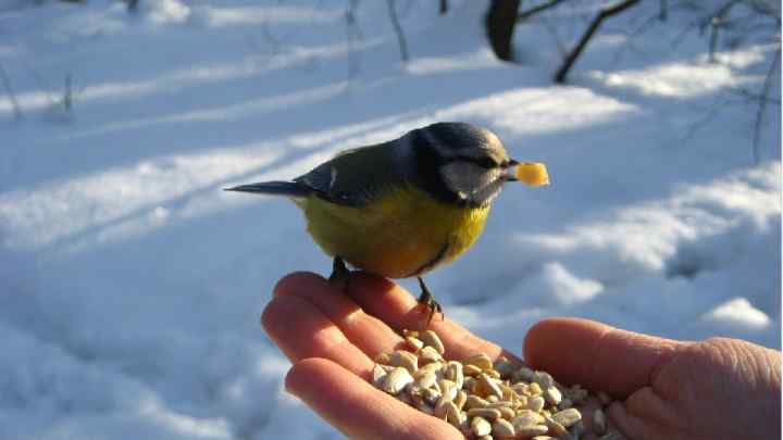 Чим годувати міських птахів взимку