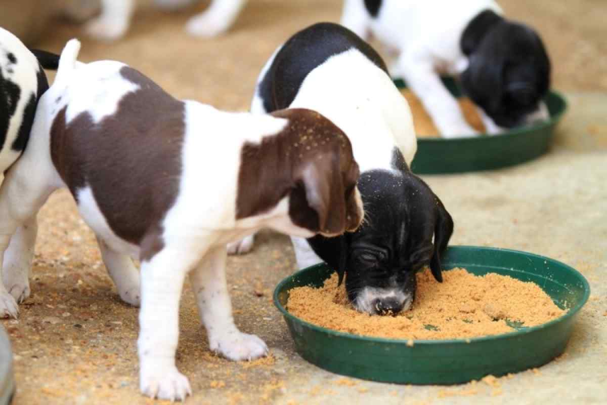 Чим краще годувати бійцівську собаку