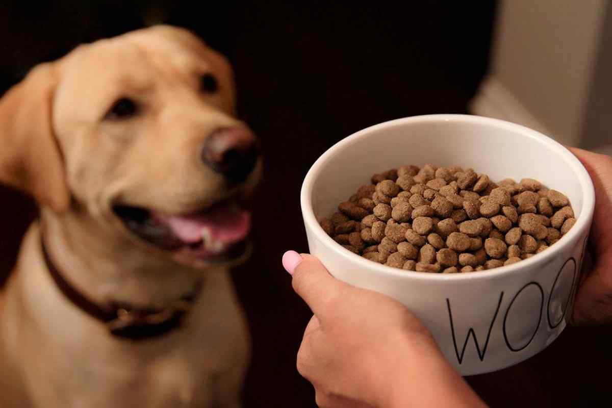 Як вибрати собачий корм