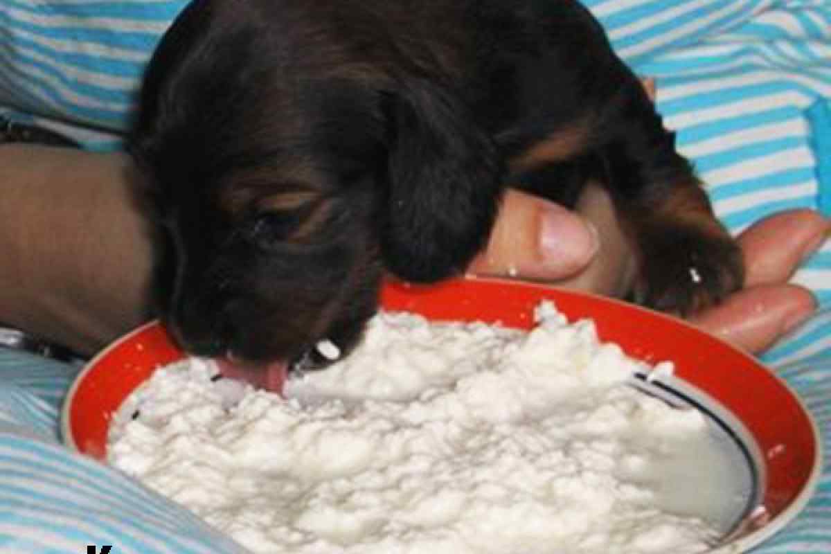 Чим можна годувати собаку, крім сухих кормів