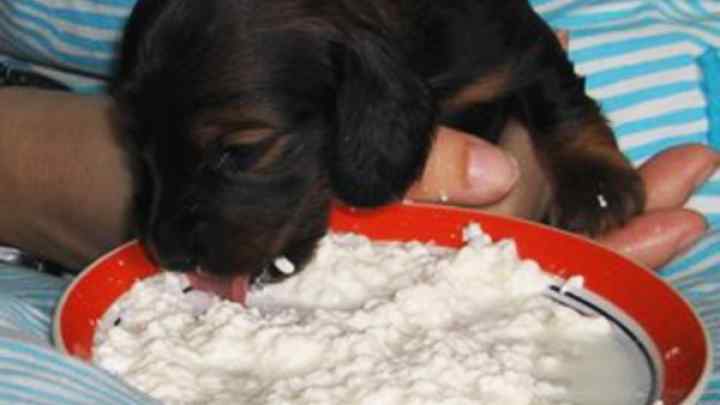 Чим можна годувати собаку, крім сухих кормів