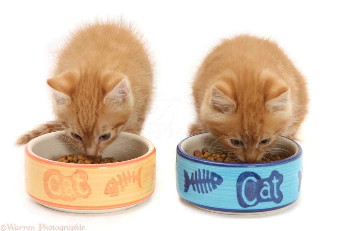 Як вигодувати кошеня