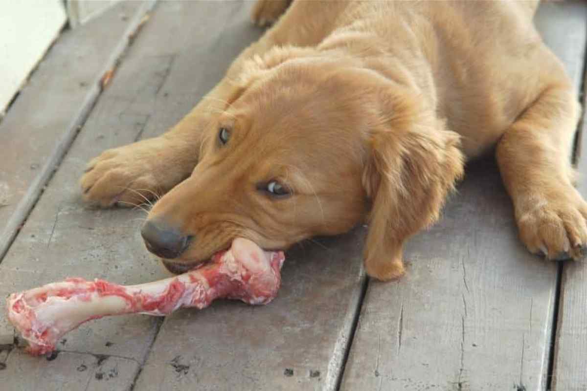 Чи можна давати кістки собакам