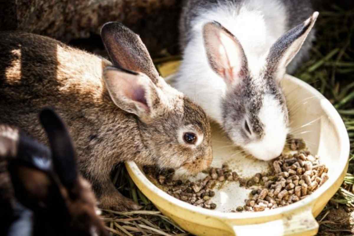 Як годувати декоративних кроликів