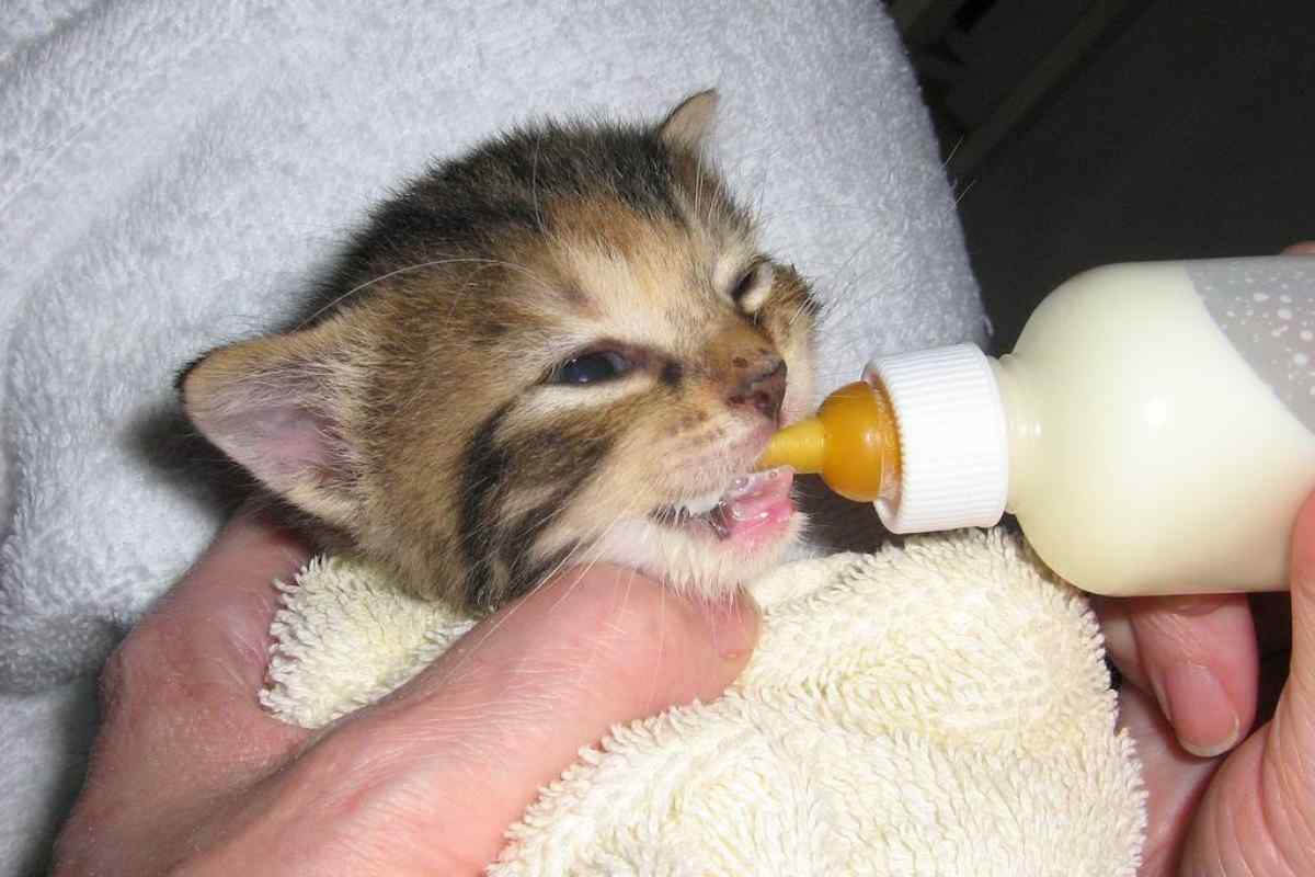 Как поить кота