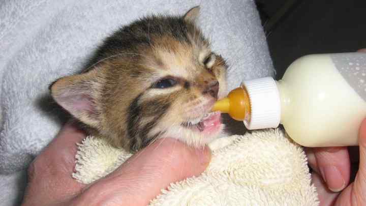 Чим годувати новонароджених кошенят
