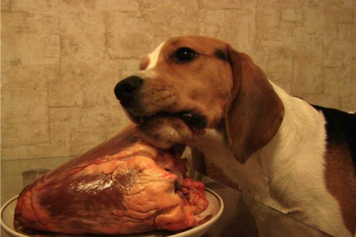Яким м 'ясом годувати собаку