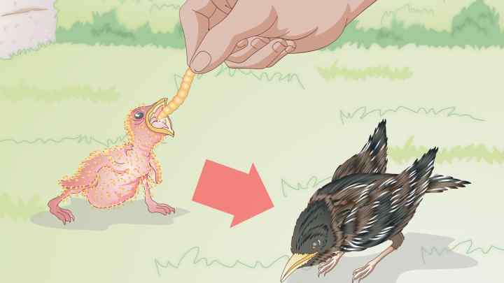 Як годувати пташенят
