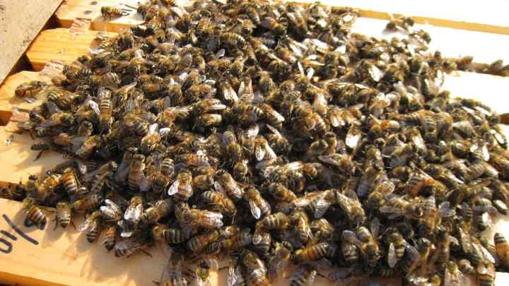 Як годувати бджіл взимку і чим