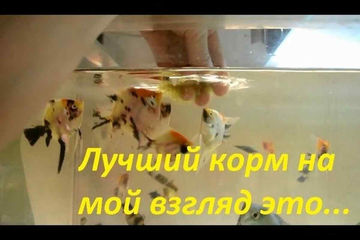 Як годувати рибок мотилем