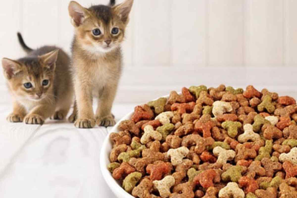 Як вибрати котячий корм