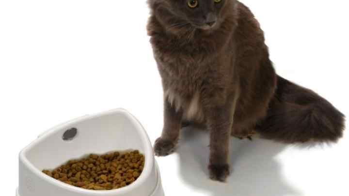 Як вибрати корм для хворої кішки