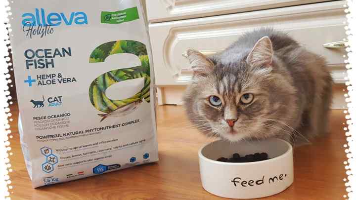 Як вибрати корм для кастрованих котів