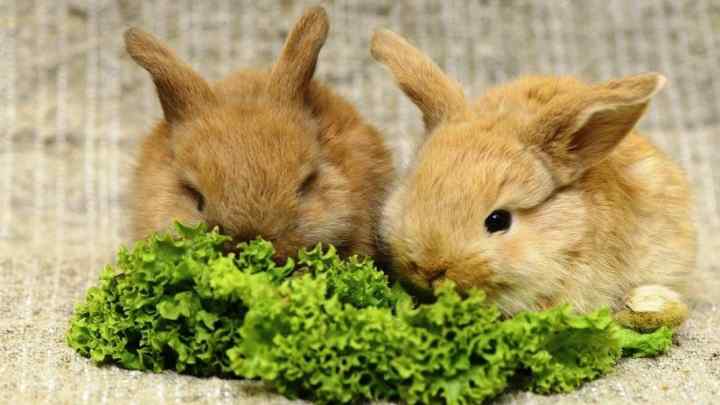Як годувати карликового кролика
