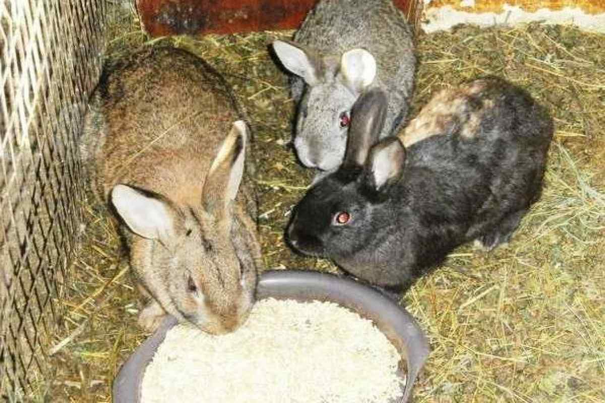 Можно ли давать кроликам сыр. Кормовой кролик. Питание кроликов. Кролик великан. Кормление кроликов.