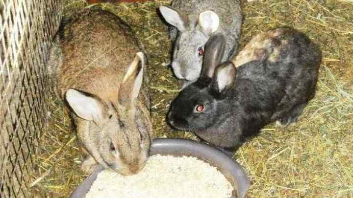 Як годувати кроликів взимку