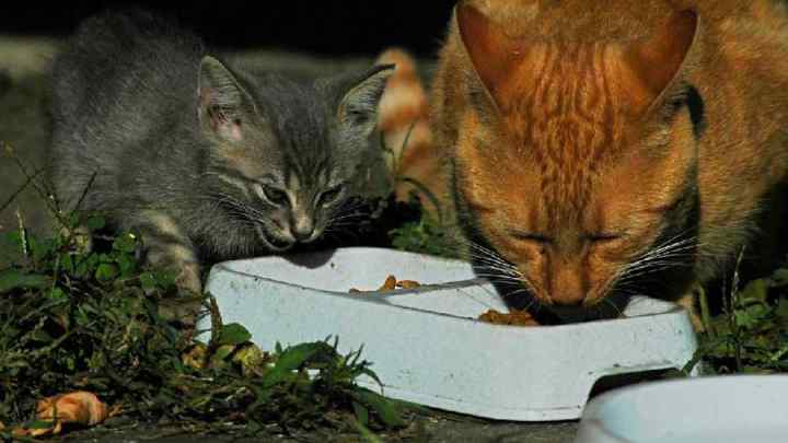 Як нагодувати кота