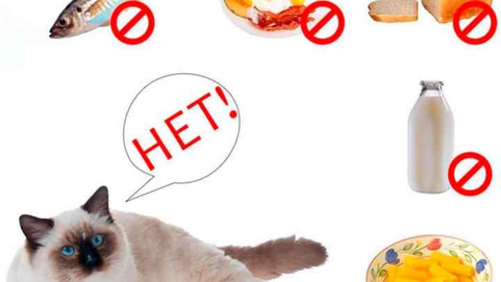 Які продукти шкідливі для котів