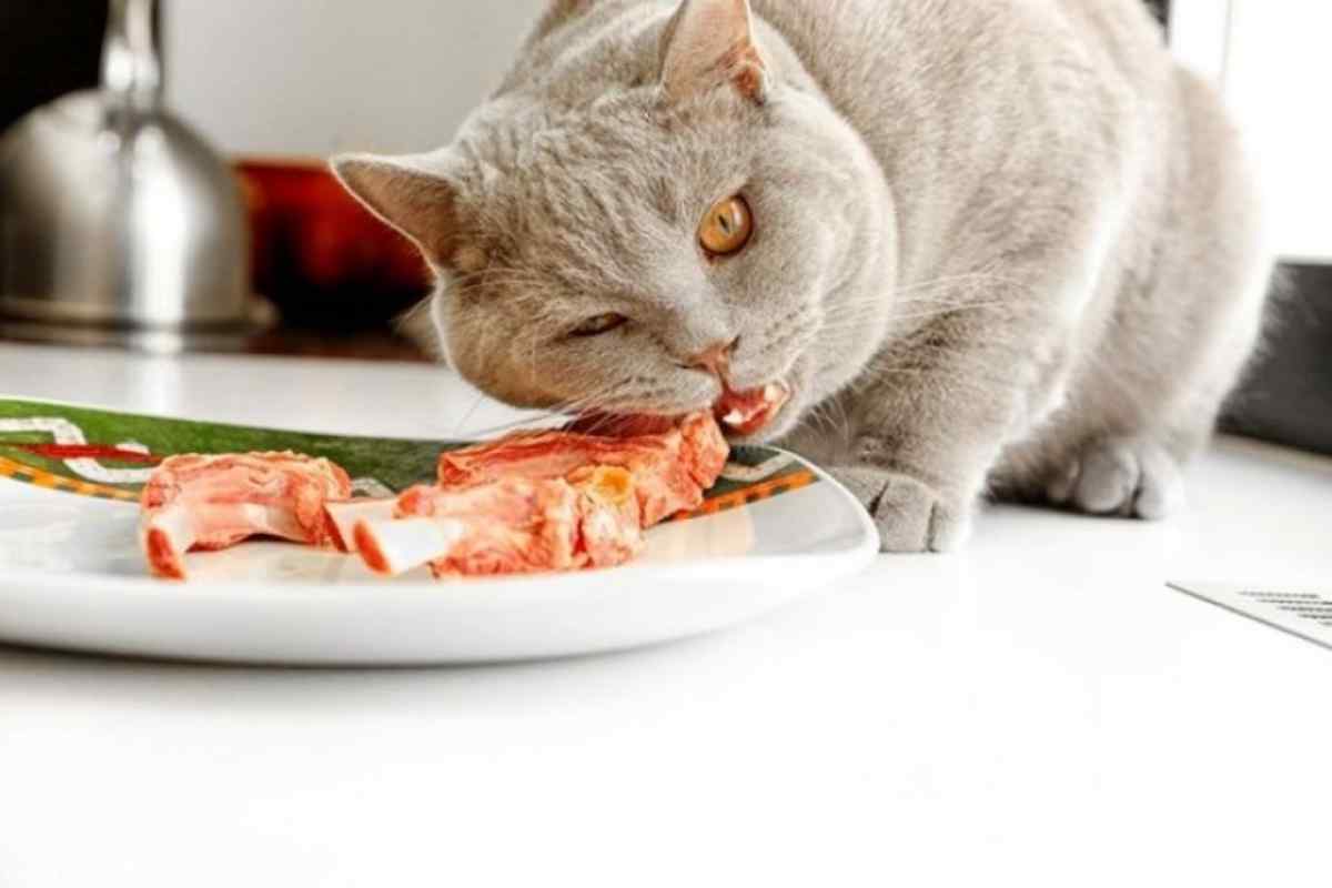 Як годувати кота натуральною їжею