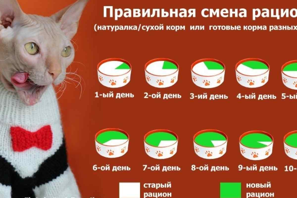 Як перевести кішку на натуральний корм