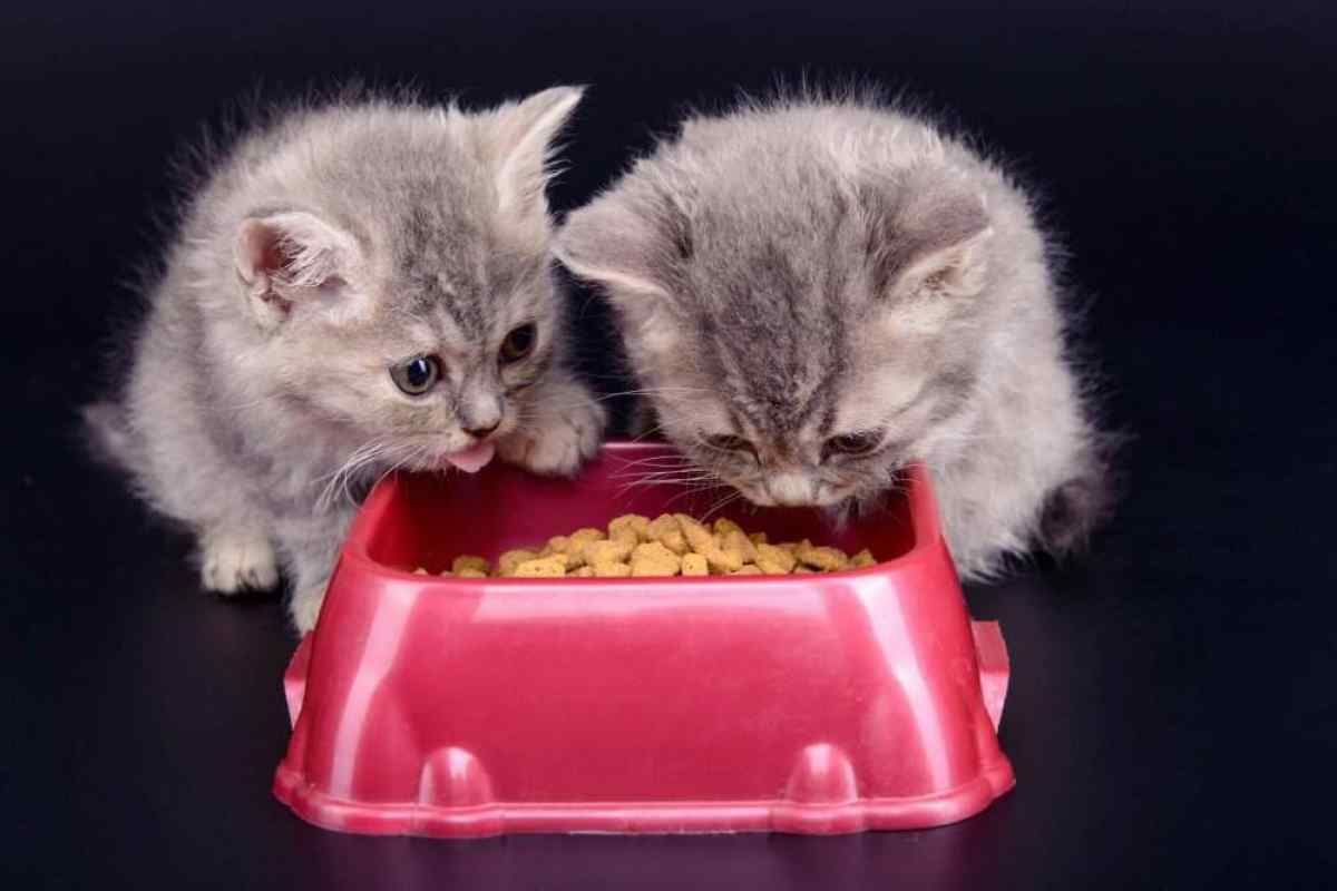 Як годувати домашніх кішок