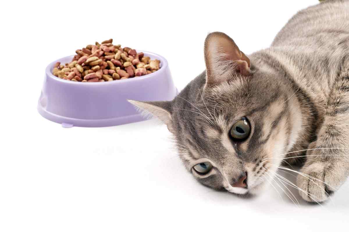 Якими кормами годувати кішку