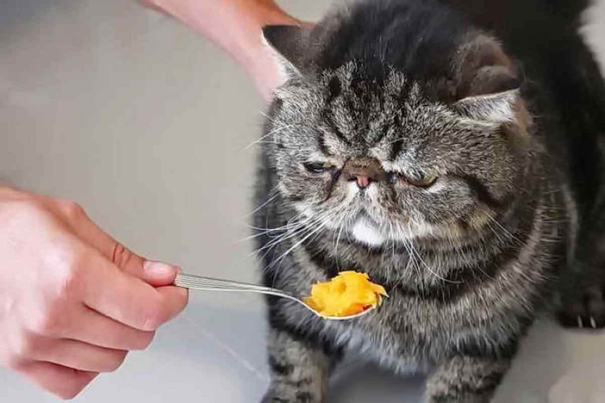 Як кішку посадити на дієту