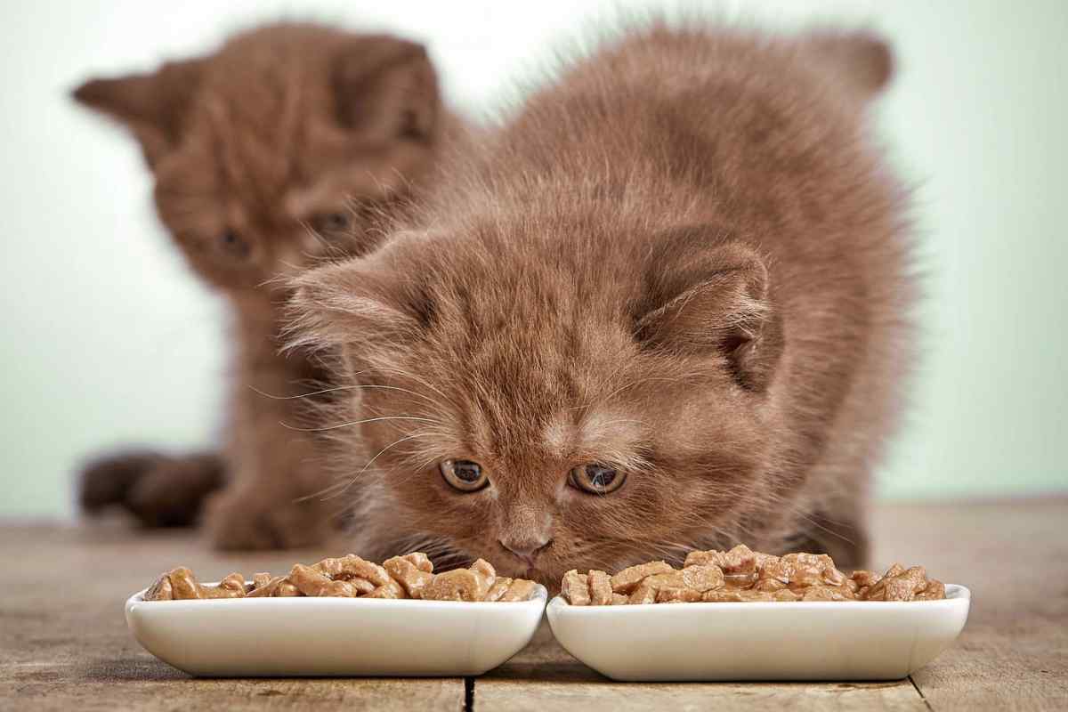 Чим годувати кошенят: сухий корм чи їжа зі столу?