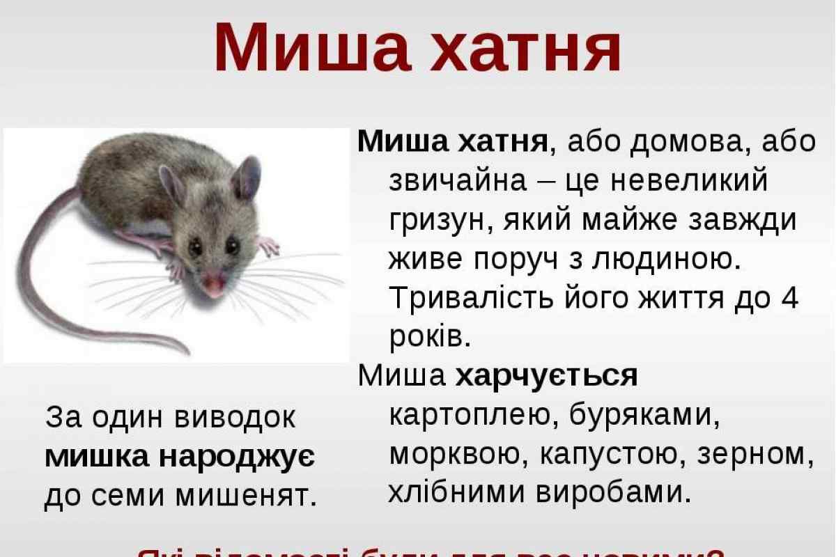 Чим харчується миша