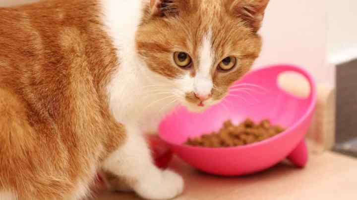 Як нагодувати кошеня