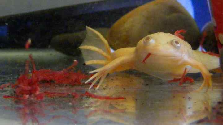 Чим годувати білу жабу в акваріумі