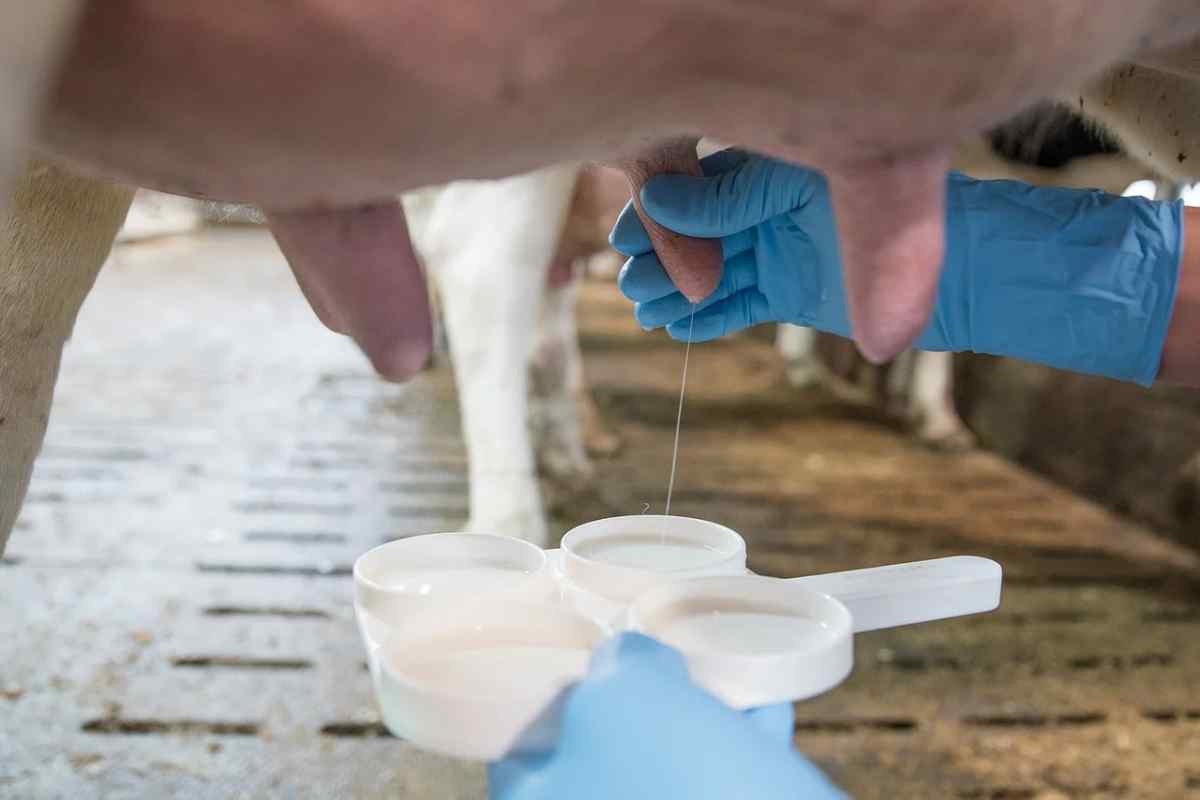 Як збільшити молоко від корів