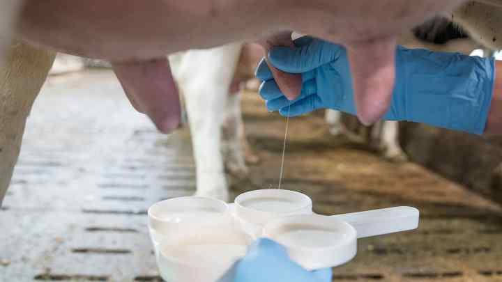 Як збільшити молоко від корів