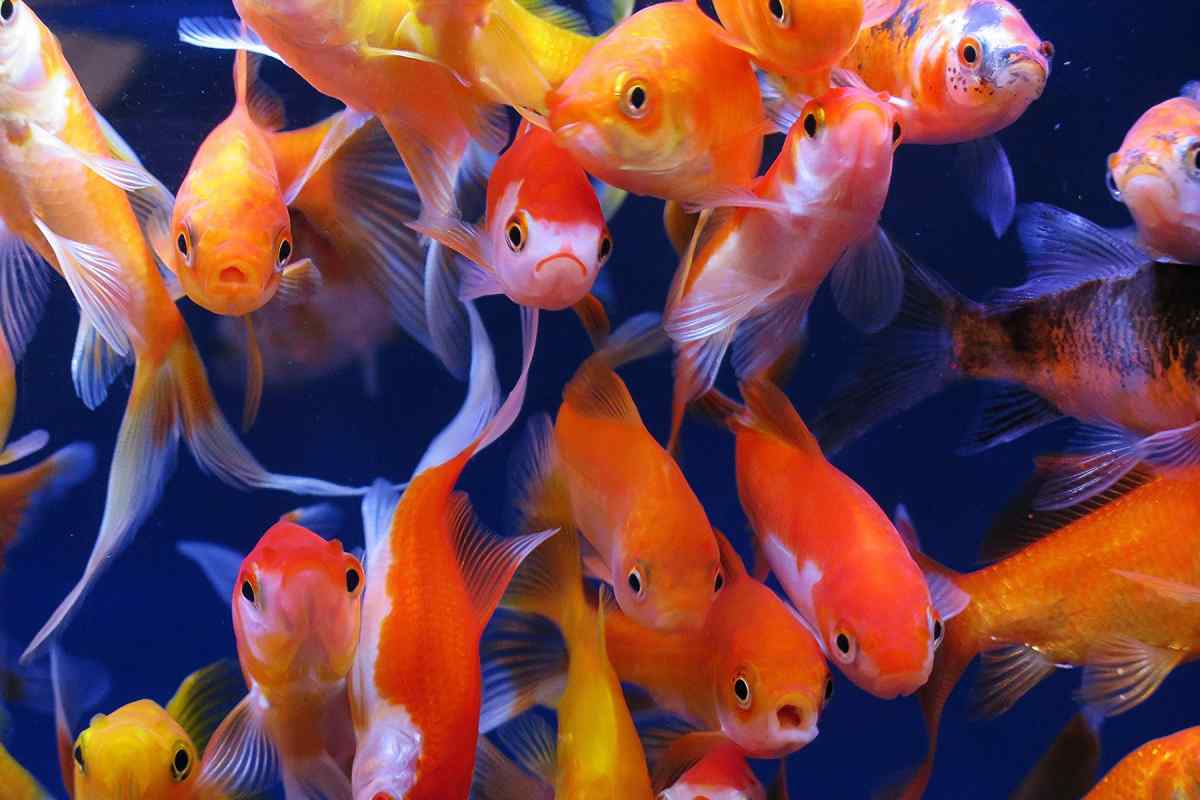 Як годувати акваріумних риб