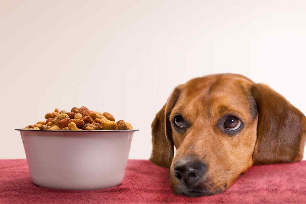 Як годувати собаку натуральним кормом