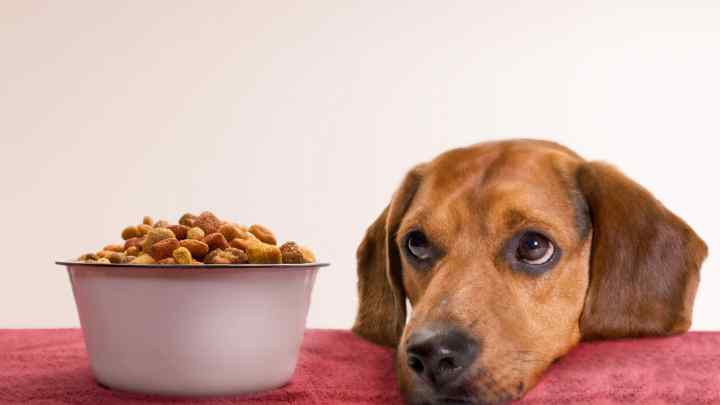 Як годувати собаку натуральним кормом