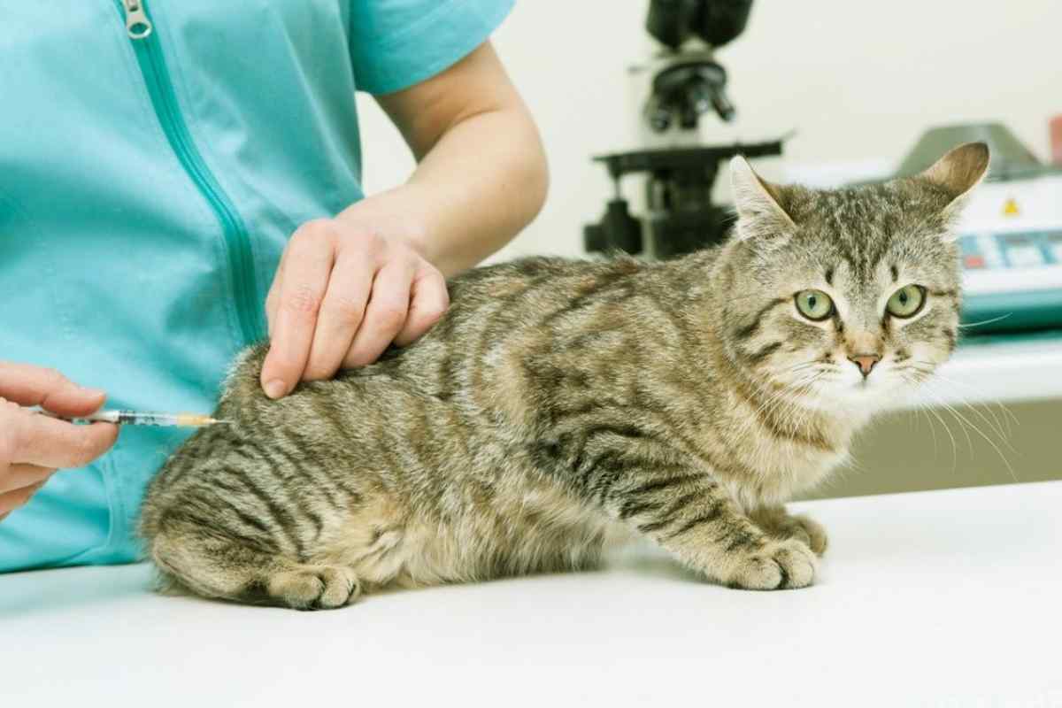 Чим годувати кота з хворим шлунком