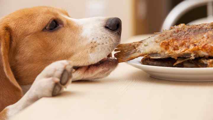 Що їдять собаки