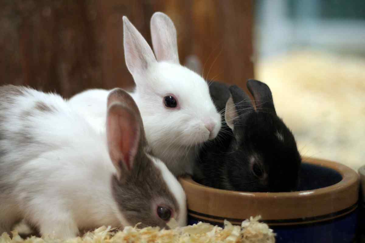 Як годувати і доглядати за кроликами