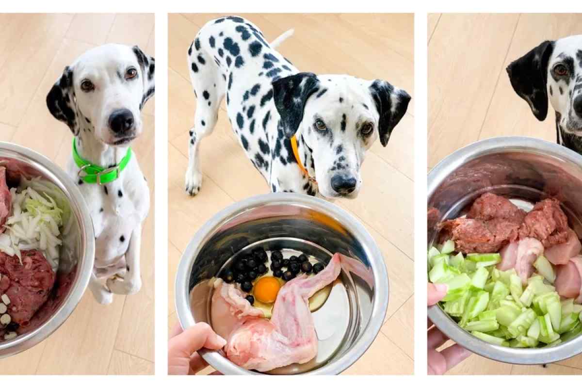 Кормить собак натуральны кормом