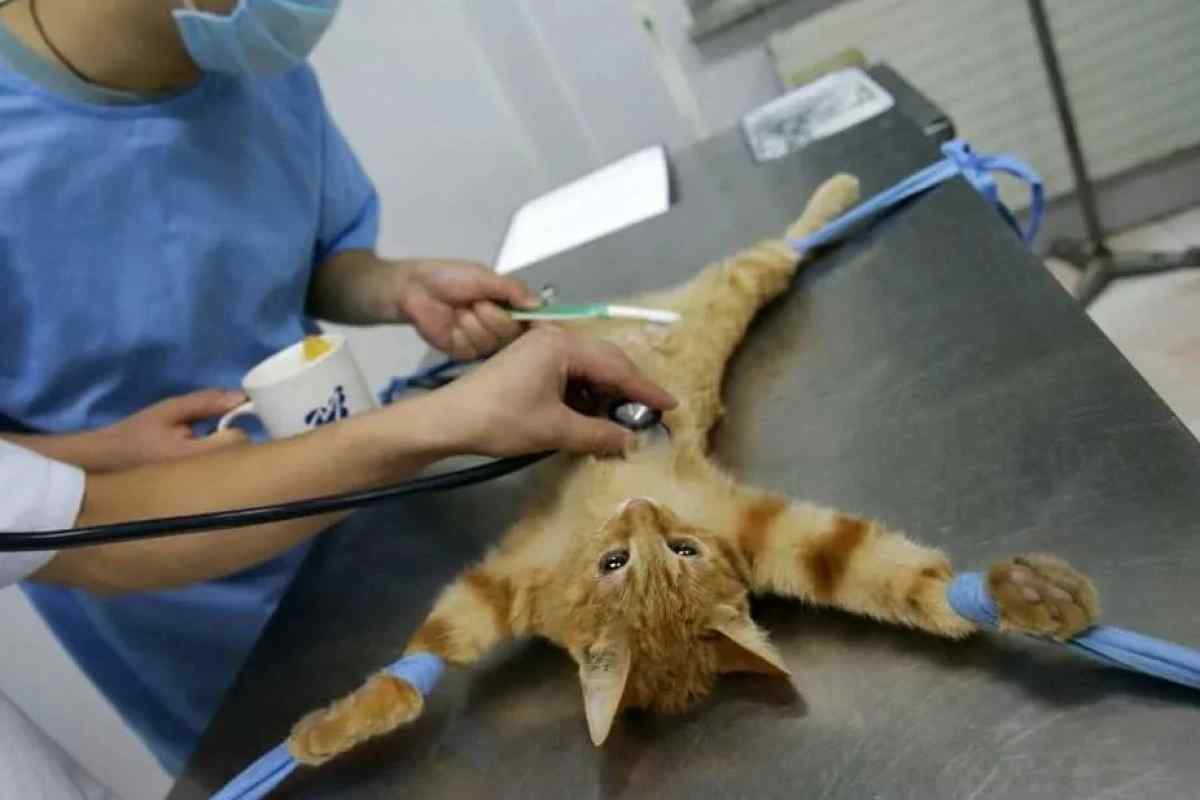 Сколько стоит операция коту