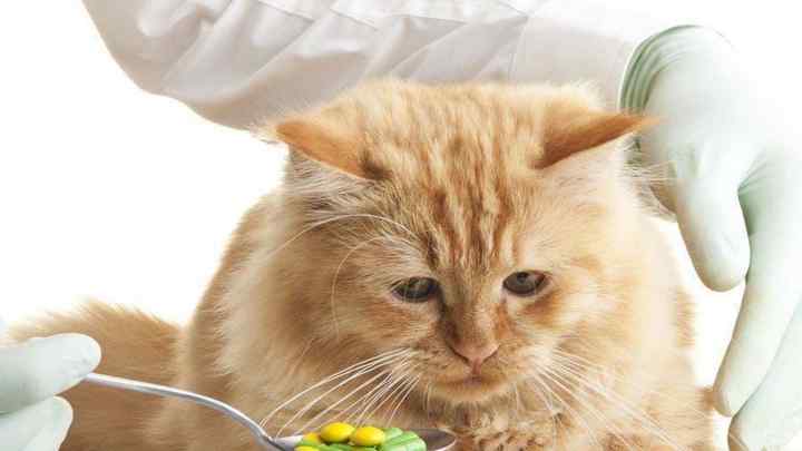 Чим годувати кішку після операції