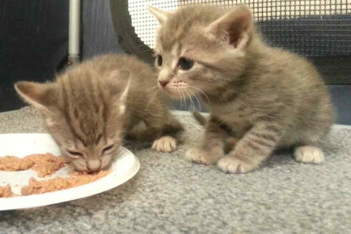 Як годувати кошеня в 1,5 місяця