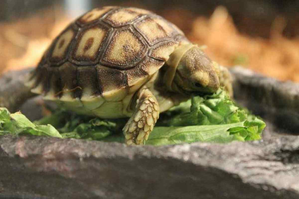 Чим харчуються черепахи в домашніх умовах