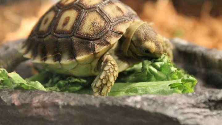 Чим харчуються черепахи в домашніх умовах